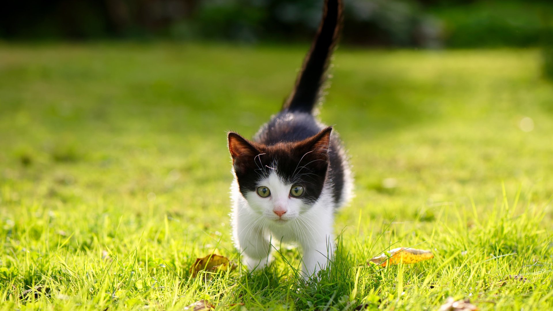 _勇士开启疯狂三分狂潮，无人能挡_，勇士狂风暴雨