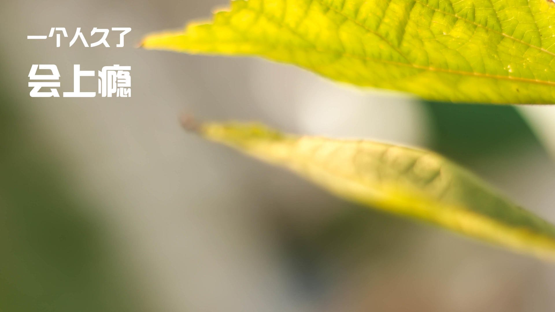 开云平台-_猛龙队打出精彩团队篮球_，猛龙队的阵容