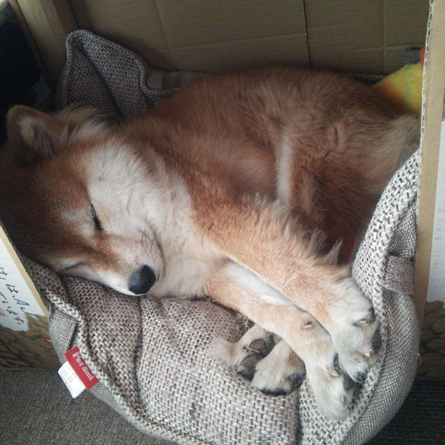 中国复合弓男队在射箭世界杯上海站时隔12年再获铜牌,复合弓射远世界纪录