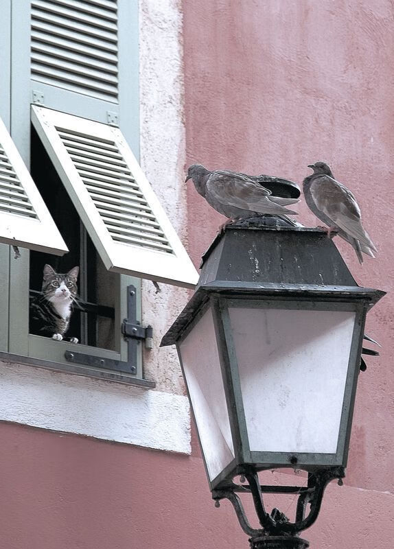 波尔多多名球员受伤,主力轮换成挑战,波尔多队名单