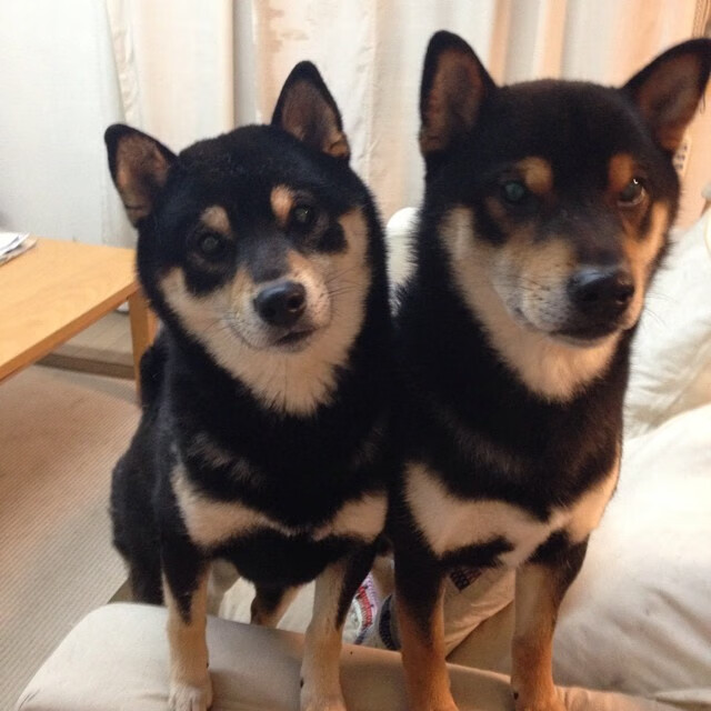 王者荣耀电竞教育项目启动,王者荣耀电竞圣体兑换链接