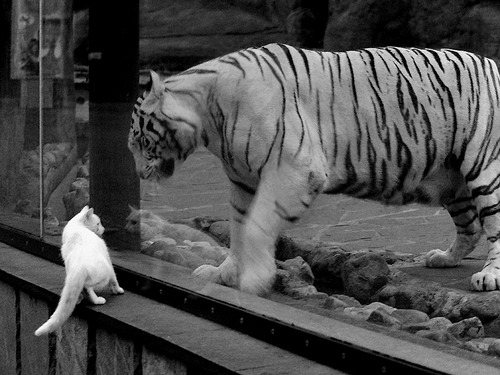 开云全站-马竞客场1-1战平拉斯帕尔马斯，错失两分，拉斯帕尔马斯竞技联盟足球俱乐部