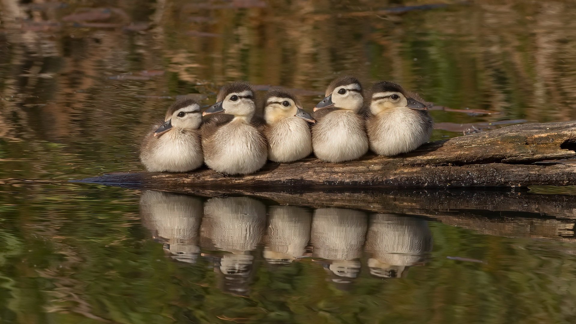 马竞客场1-1战平拉斯帕尔马斯，错失两分，马竞4231