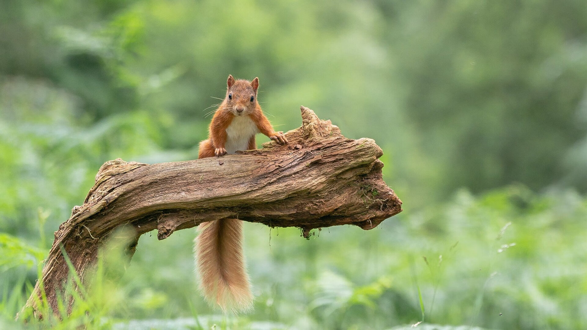 NBA球员运动表现评估指标体系，nba球员标准