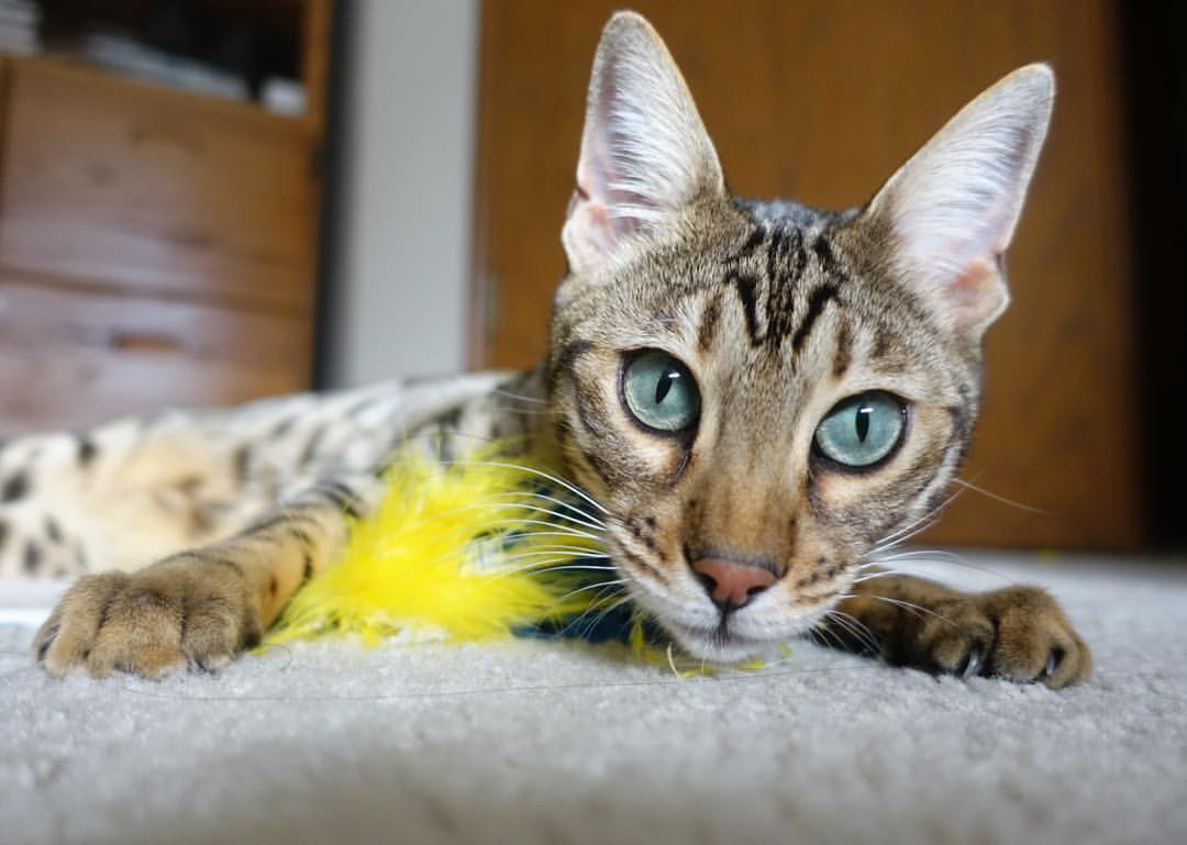 青少年运动心理干预方案设计与实证分析,青少年心理问题干预