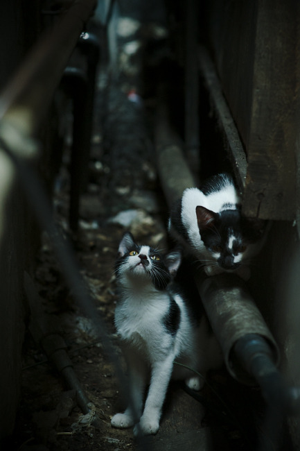 女子拳击国家队主教练谈奥运备战细节,女子拳击名将