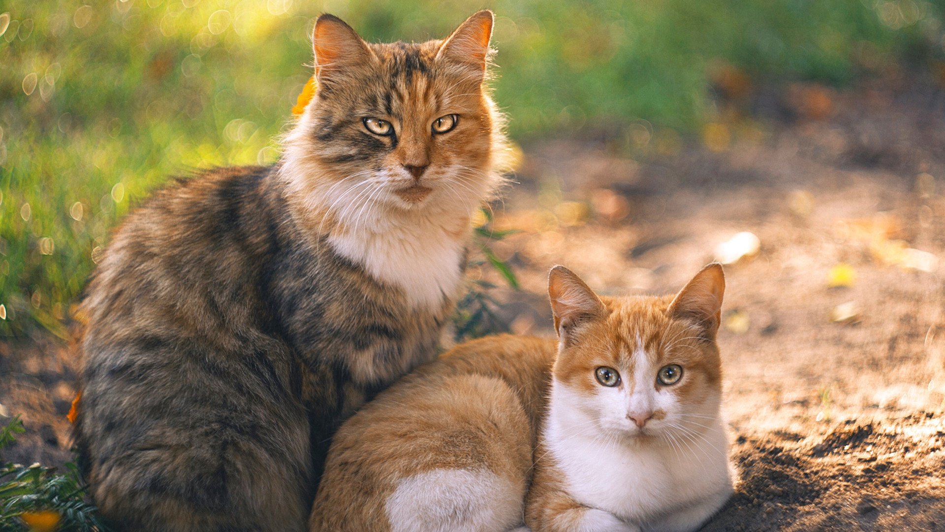 开云官方网站-南半球四强的竞争日益白热化，橄榄球冠军锦标赛成焦点，橄榄球比赛冠军