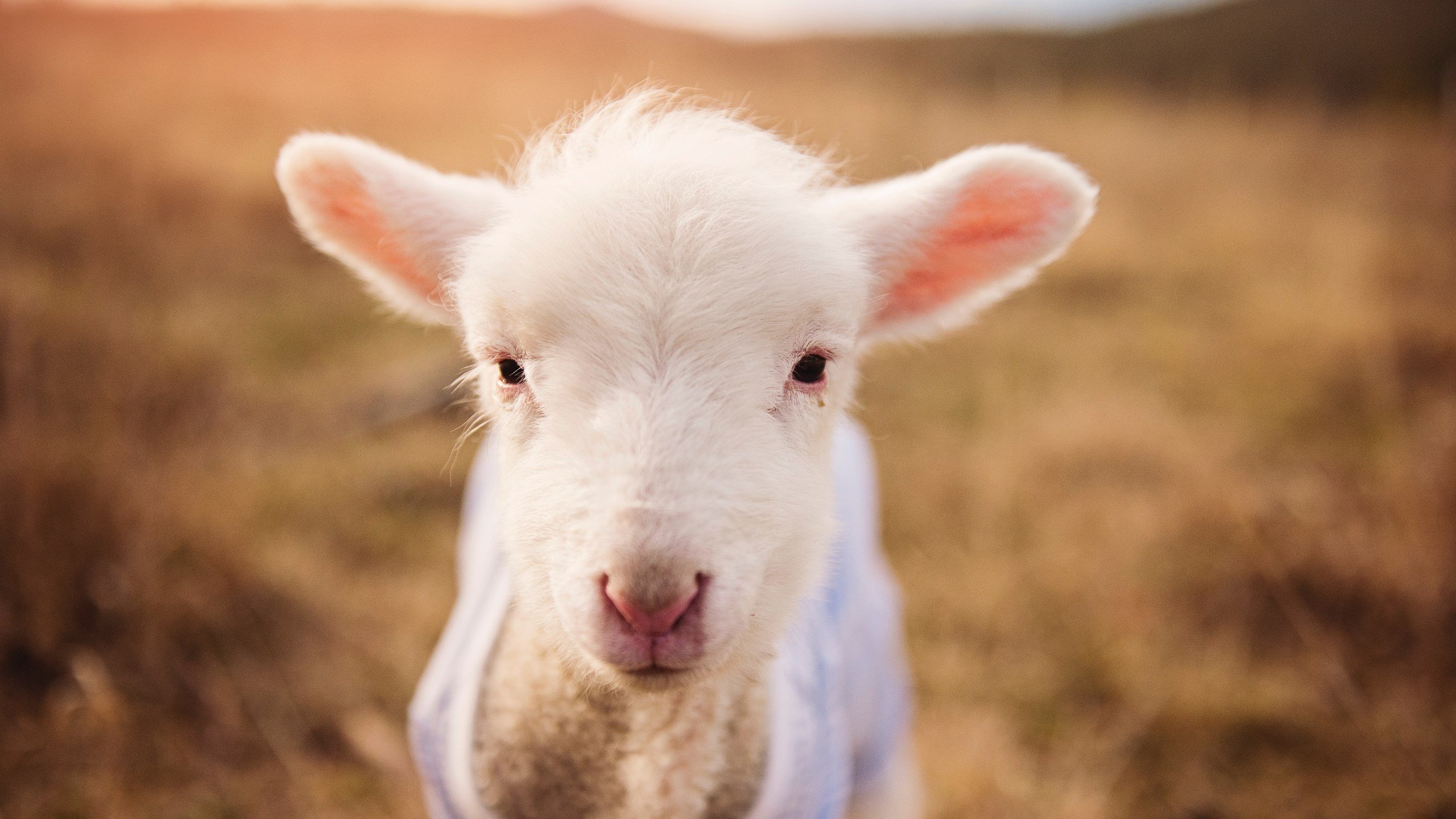 国家体育发展基金会发布赞助管理规范实施细则,中国体育基金会