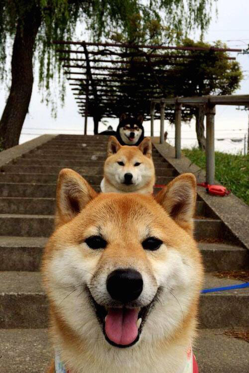 希腊女篮在欧洲锦标赛中再次夺冠,传统劲旅不止步,希腊女篮世界排名