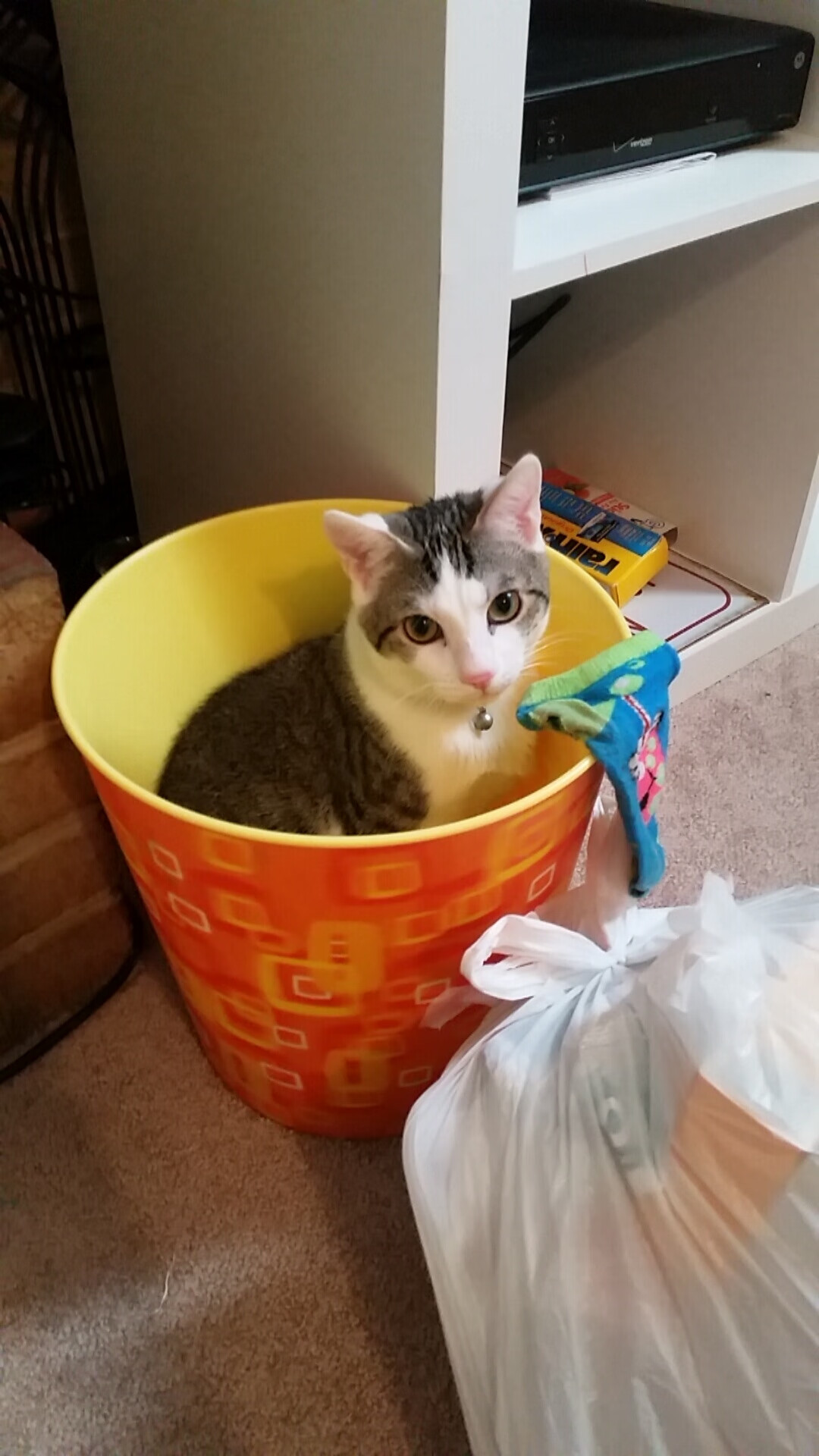 开云官方网页登录-张雨霏公布恢复训练视频状态良好，张雨霏做客体坛英豪