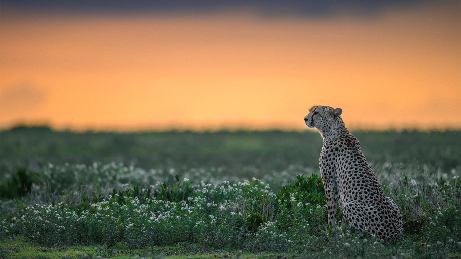 张雨霏公布恢复训练视频状态良好，张雨霏做客体坛英豪