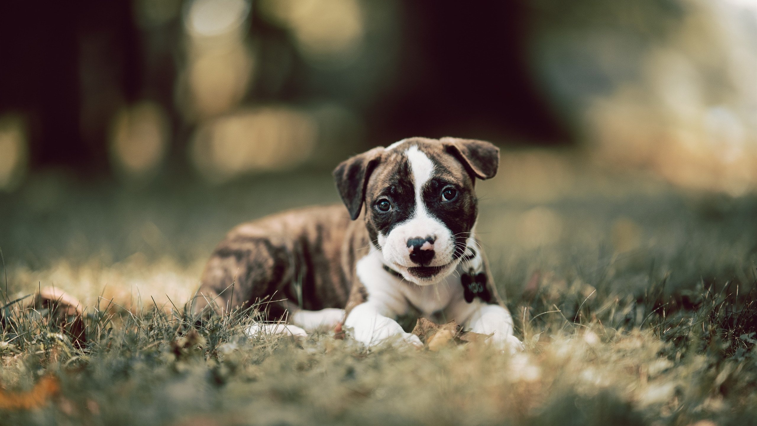 意甲高水平比拼:攻防两端都值得期待,意甲防守最强的球队