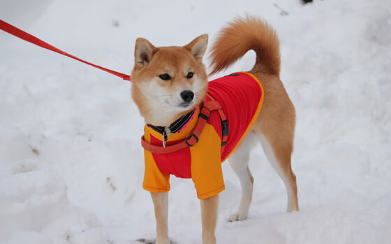 替补球员关键投篮改变赛事走向，深度轮换成赛季关键词，篮球替补很差吗