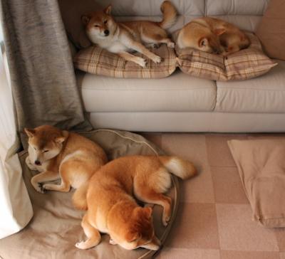 法甲新星崛起：未来领袖闪耀绿茵！，法甲新logo